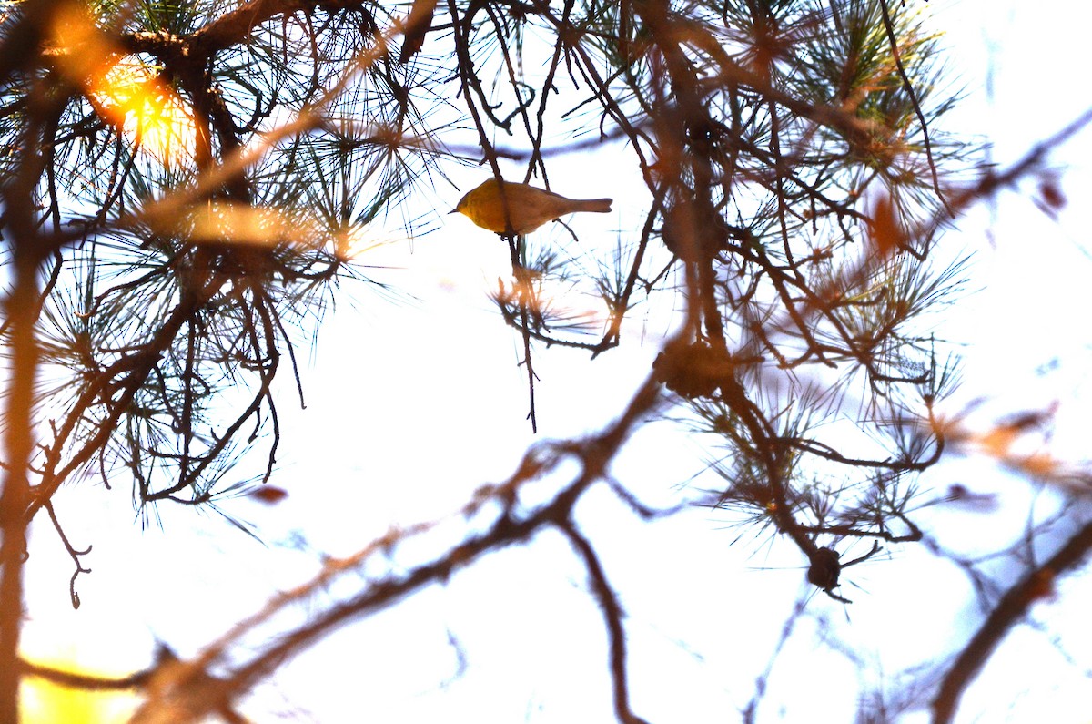 Kiefernwaldsänger - ML647305718