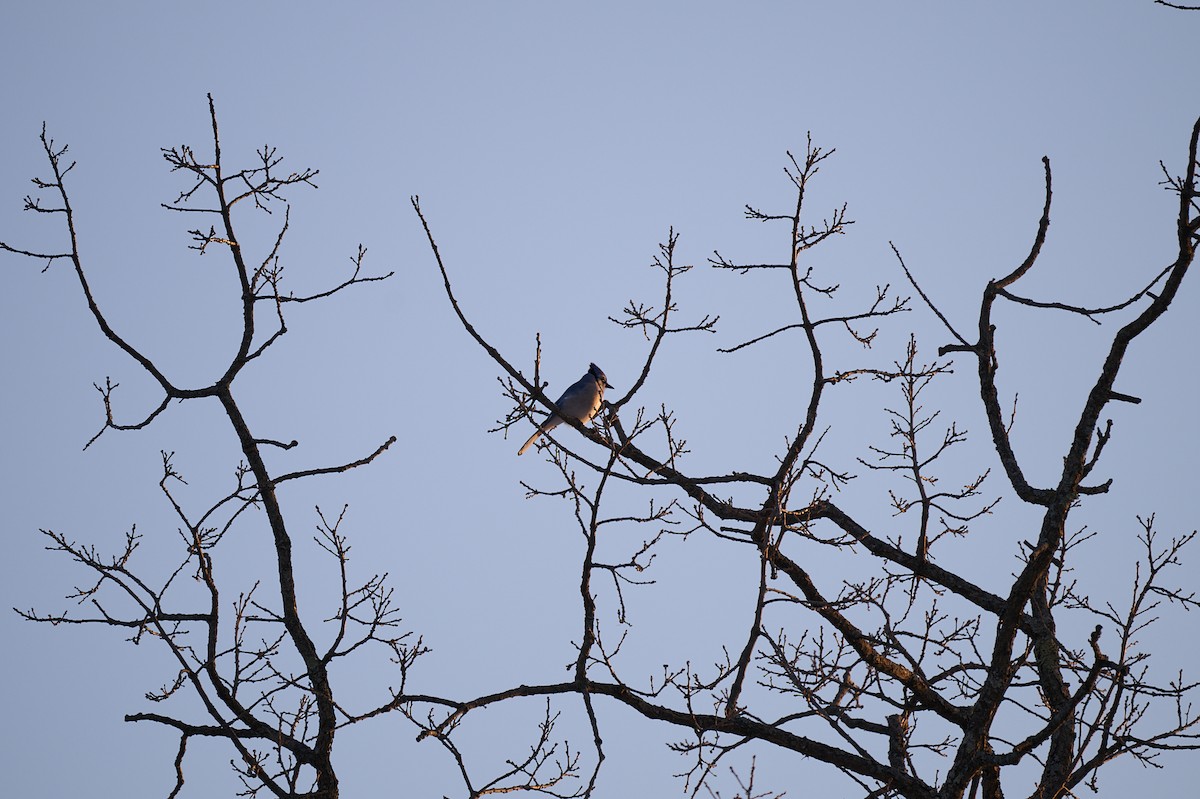 Blue Jay - ML647305728