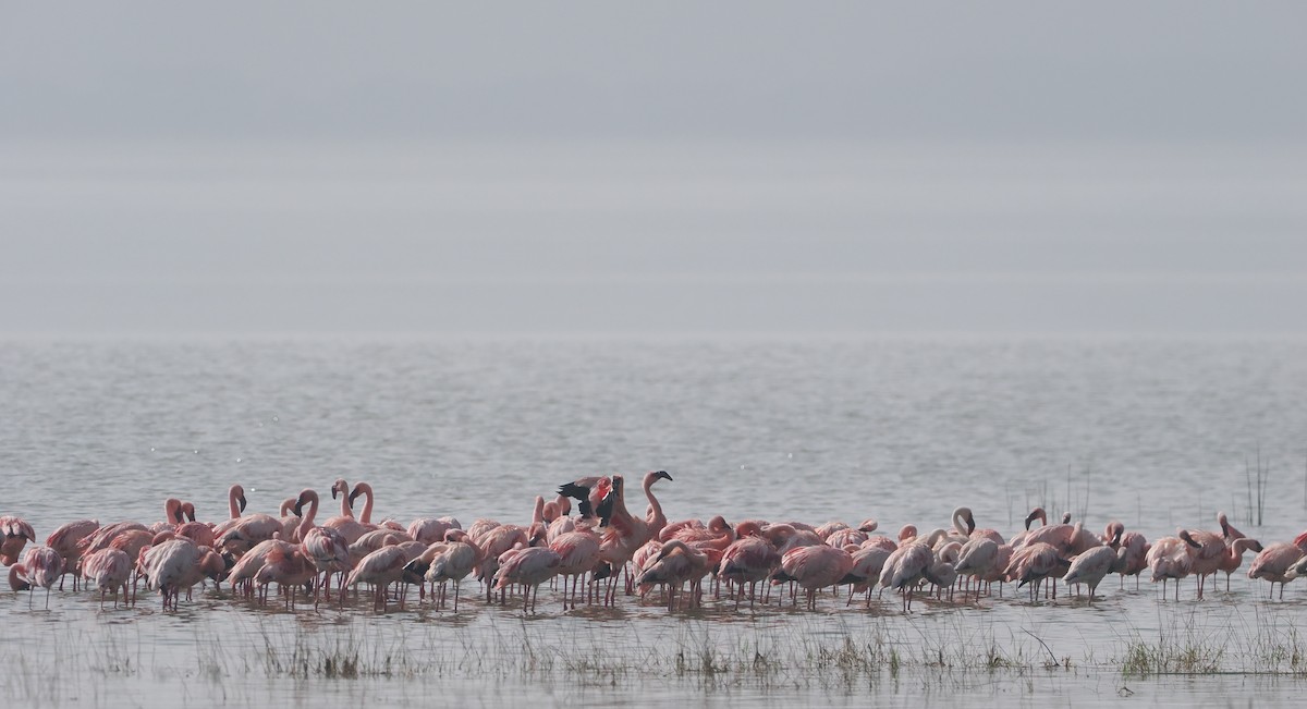 Zwergflamingo - ML647305734