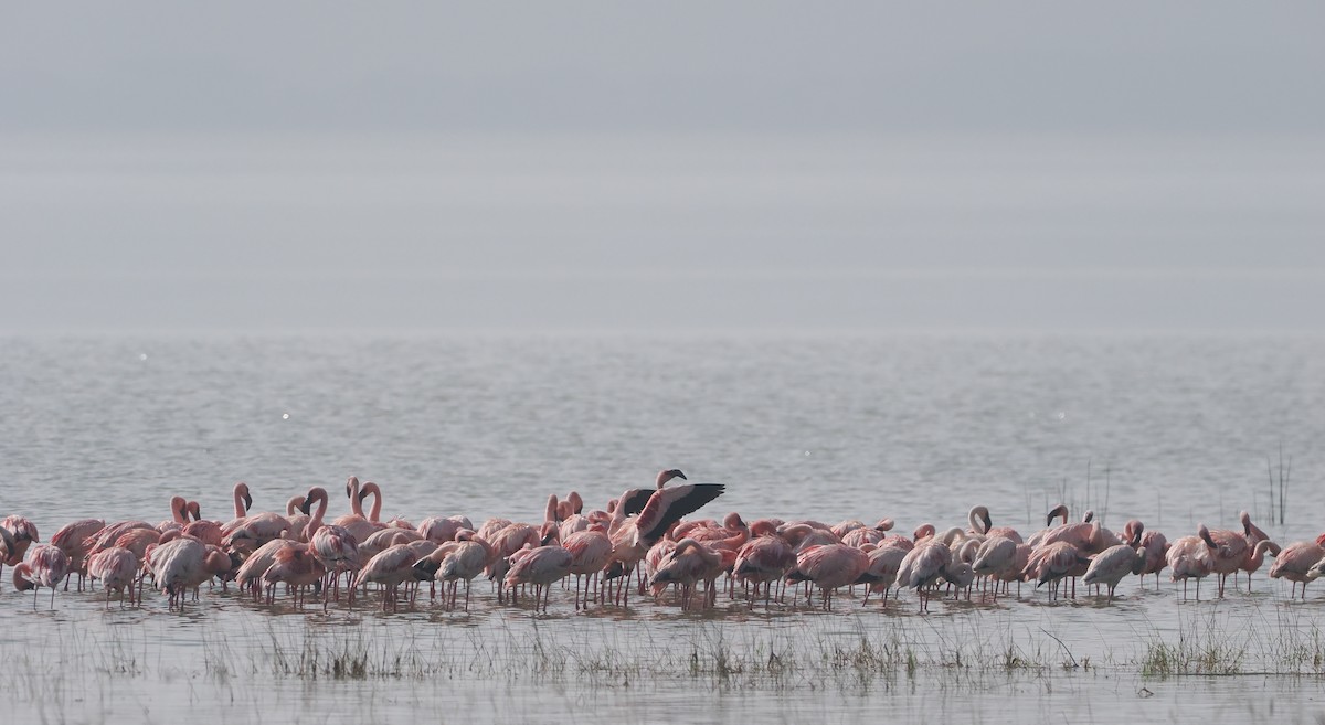 Zwergflamingo - ML647305735