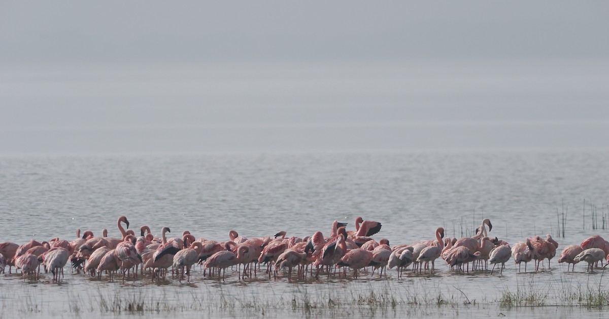 Zwergflamingo - ML647305741