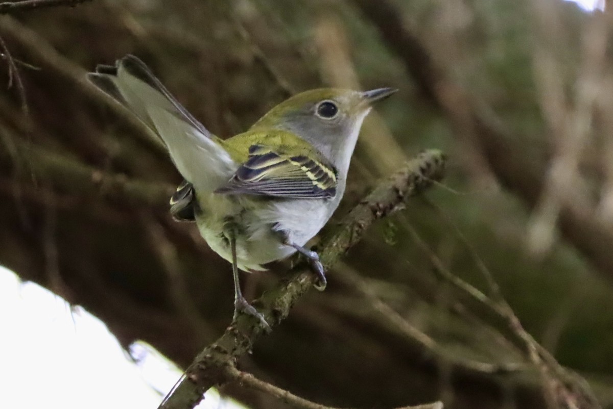 lesňáček rezavoboký - ML647305745