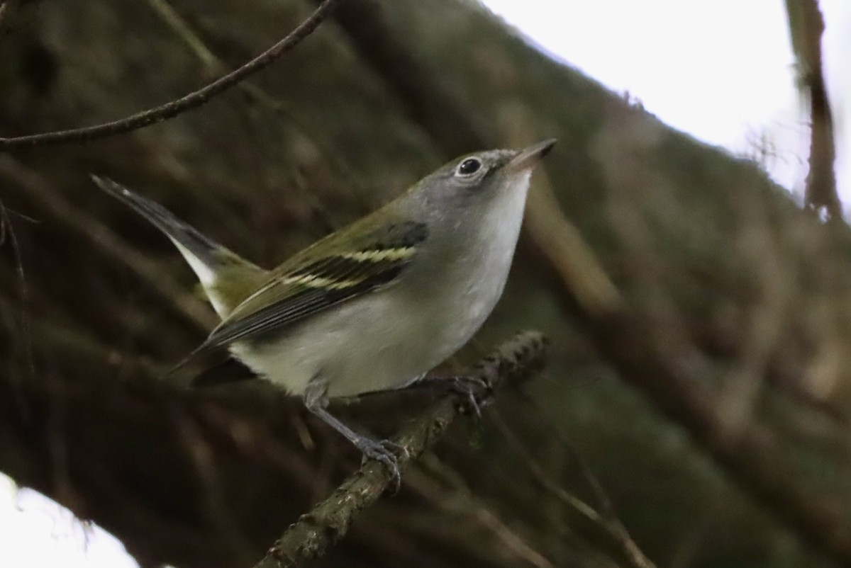 lesňáček rezavoboký - ML647305746