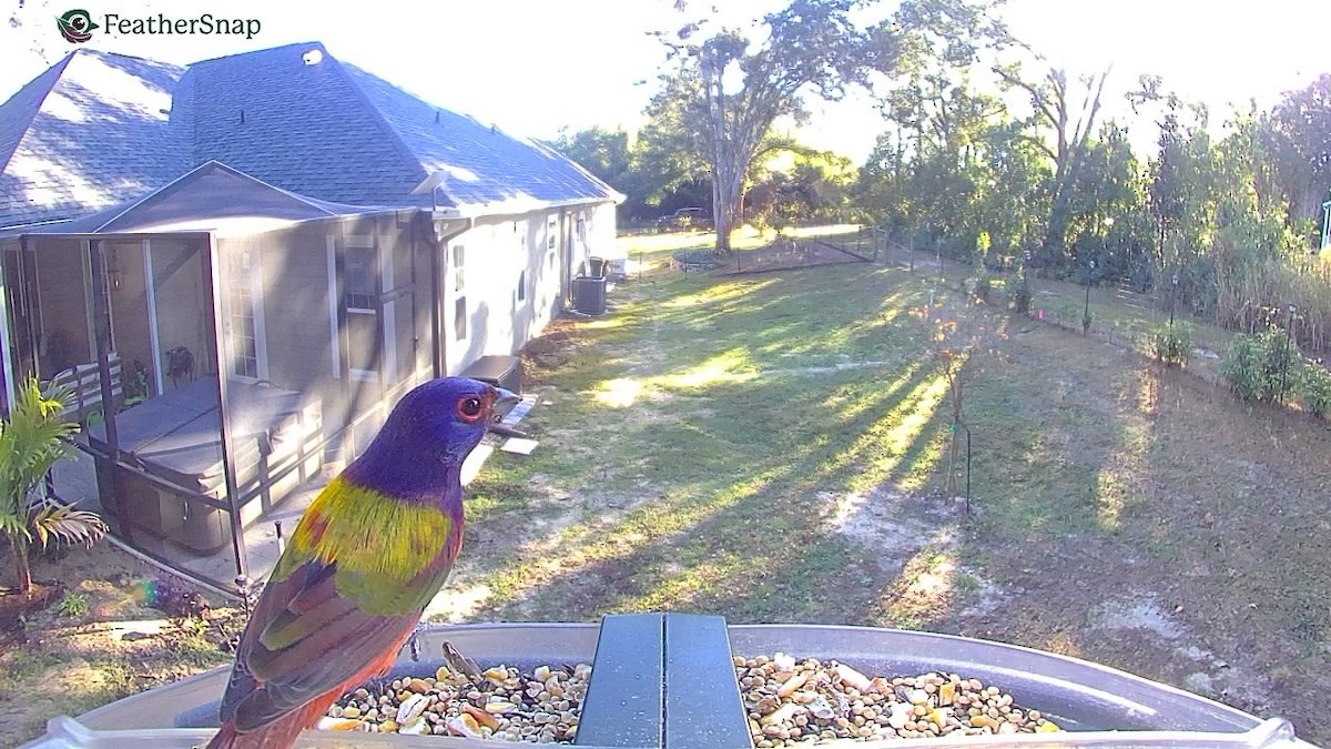 Painted Bunting - ML647305747