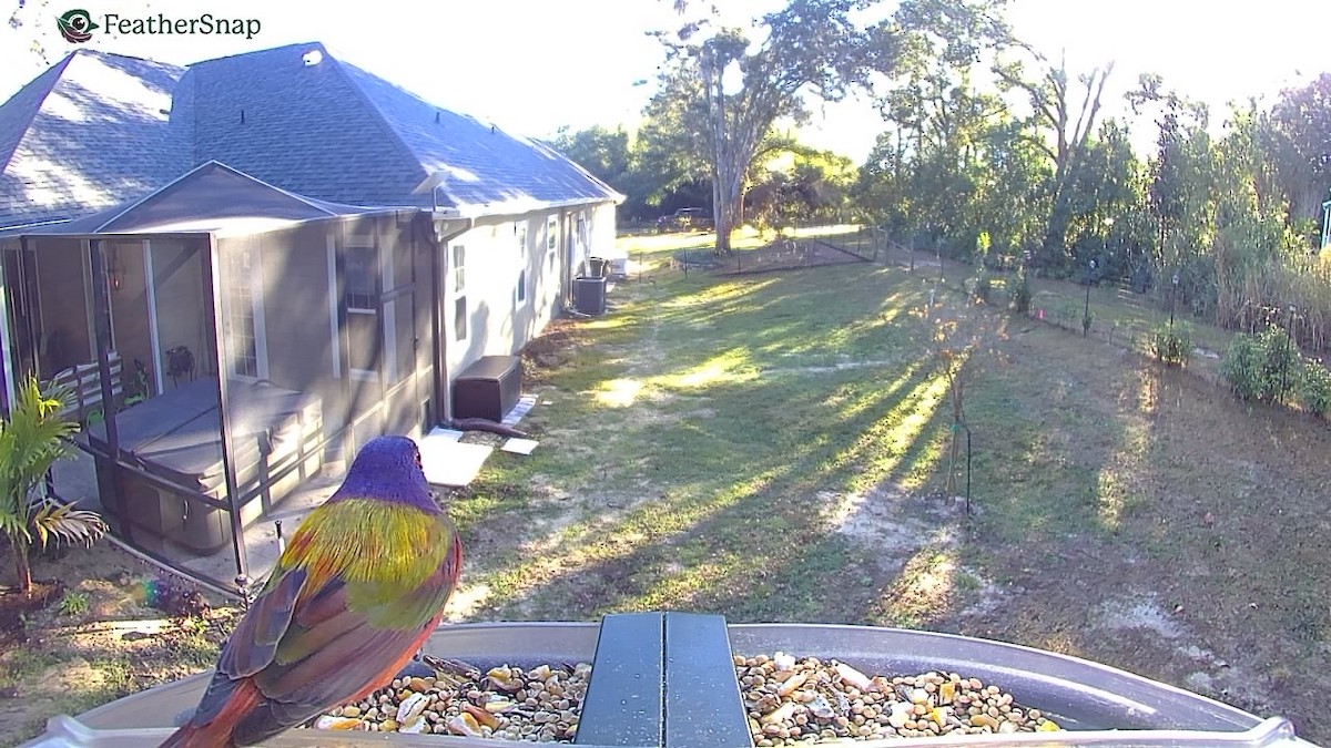 Painted Bunting - ML647305748