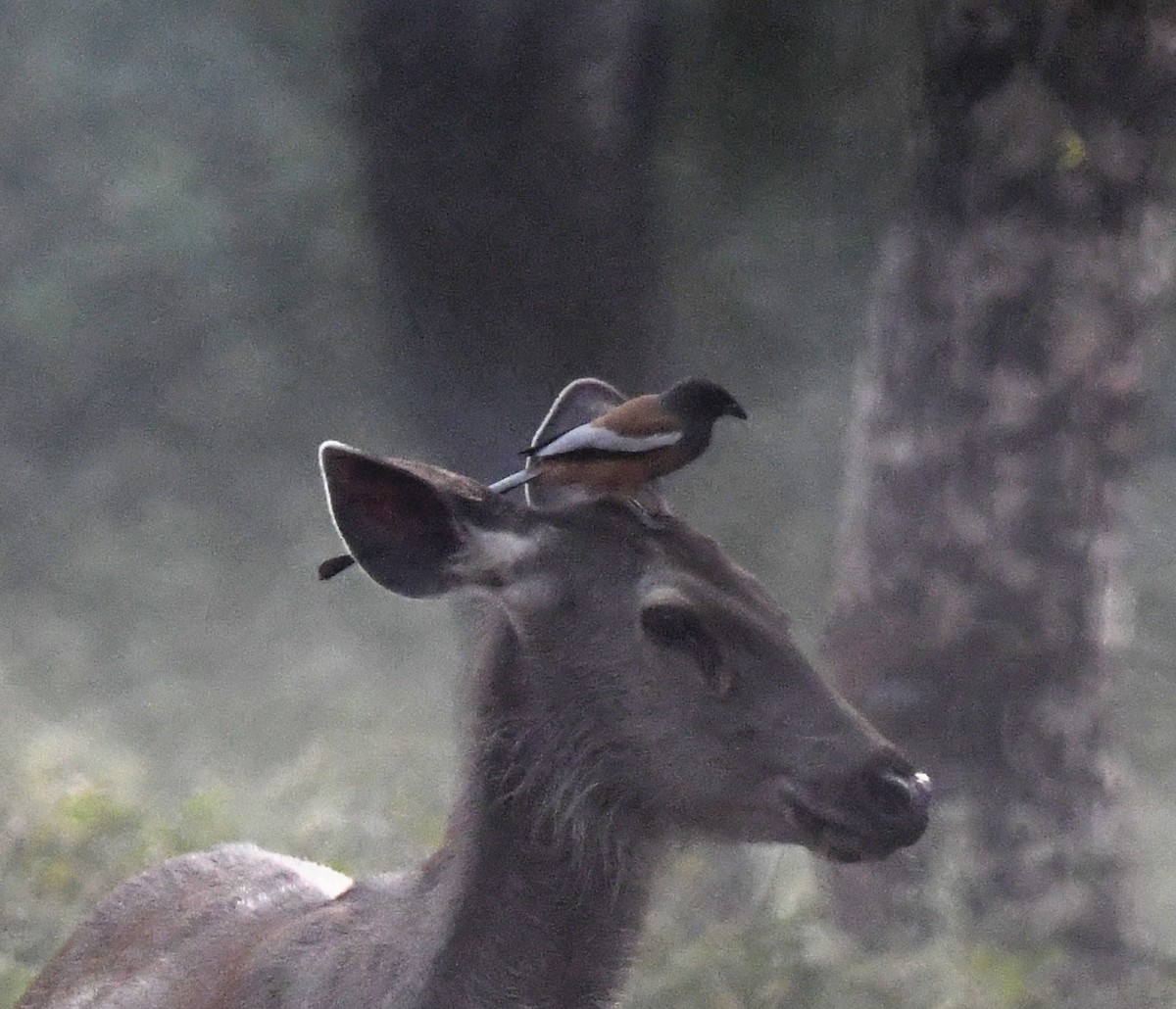 Rufous Treepie - ML647305759