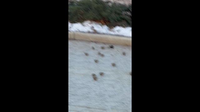 Pine Siskin - ML647305762