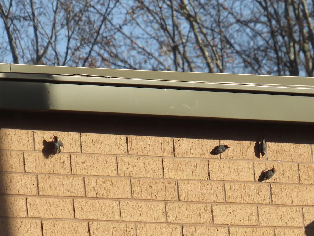 Boz Başlı Sıvacı - ML647305764