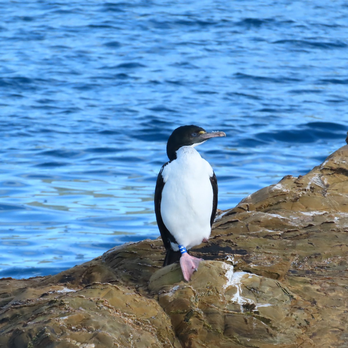 ノドジロムナオビウ - ML647305767