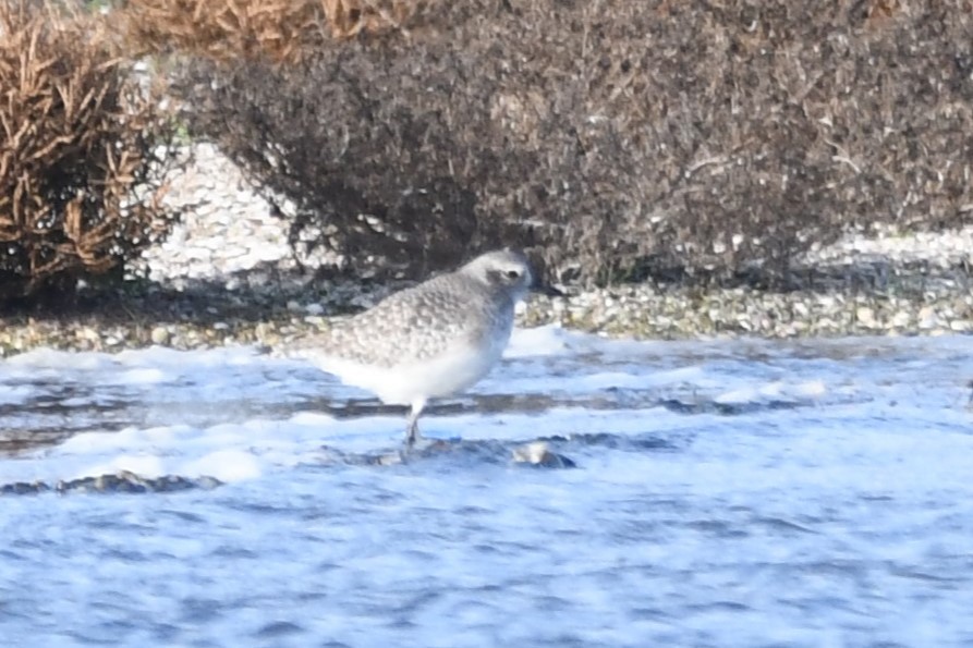 חופזי מנומר - ML647305775