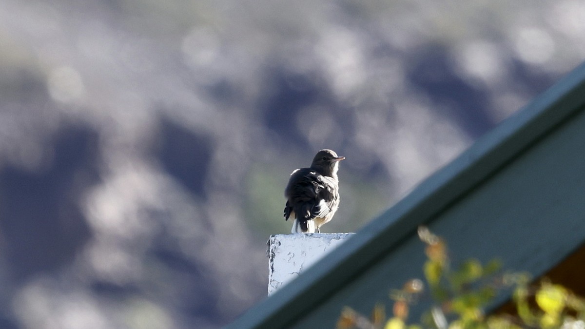 Black-billed Shrike-Tyrant - ML647305792
