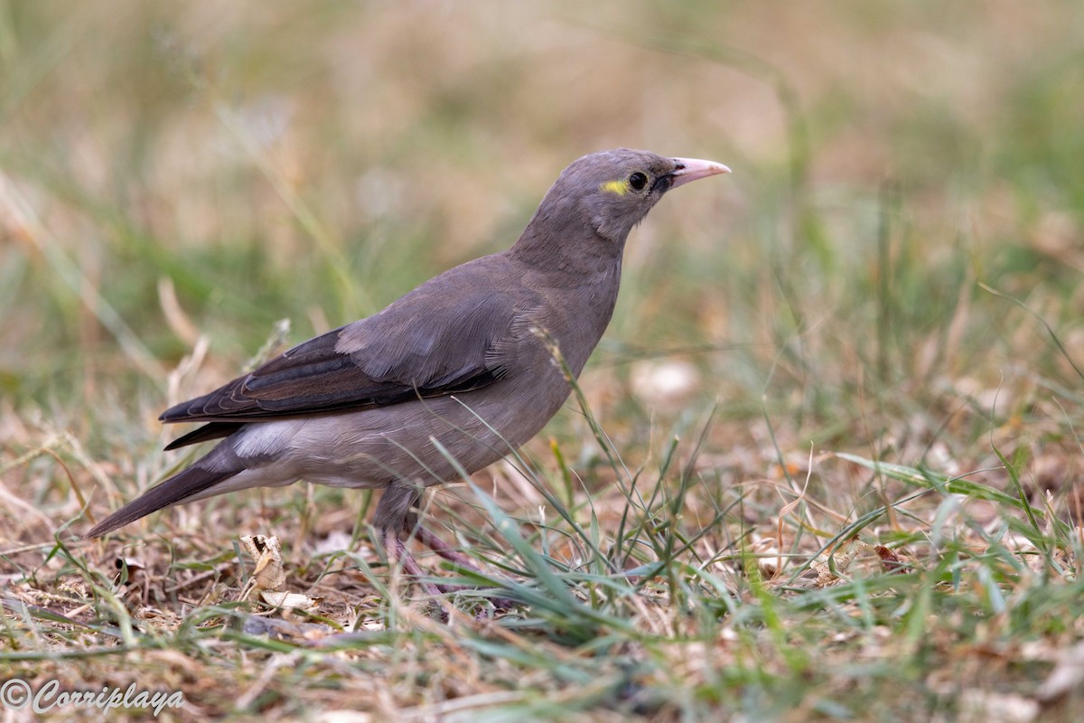 Wattled Starling - ML647305799