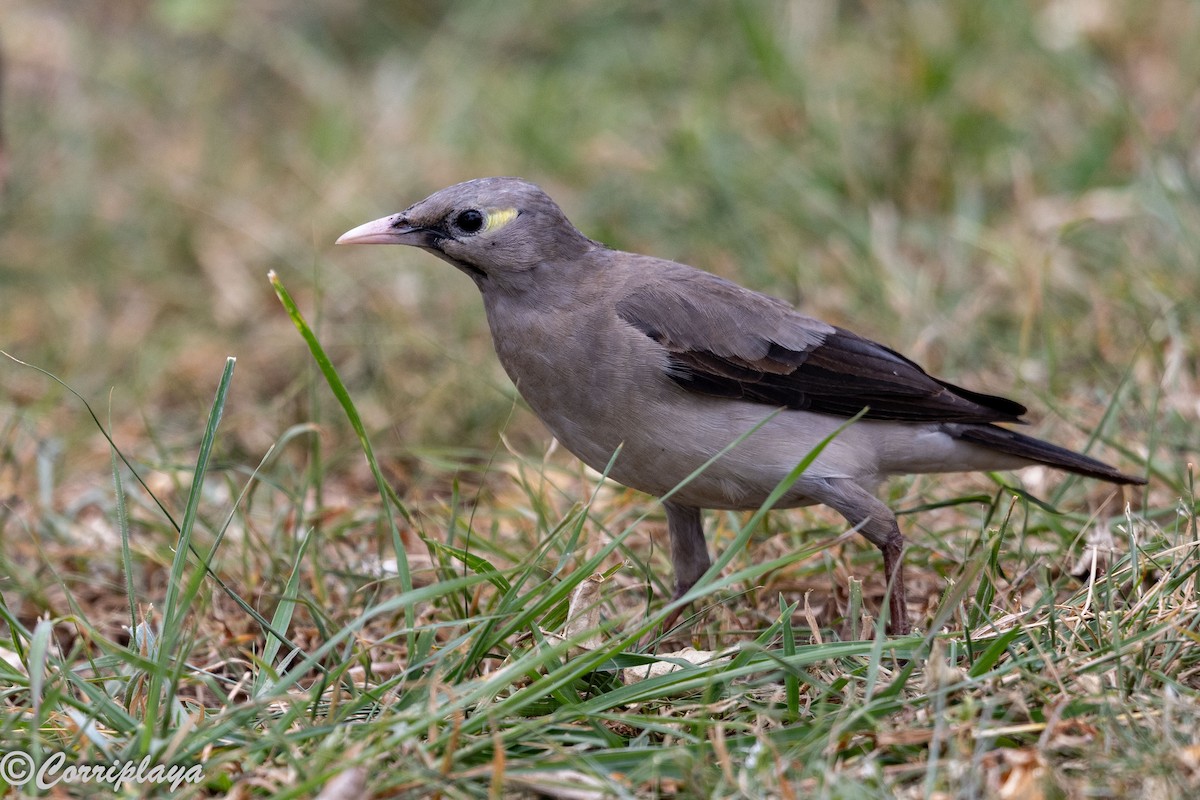Wattled Starling - ML647305800