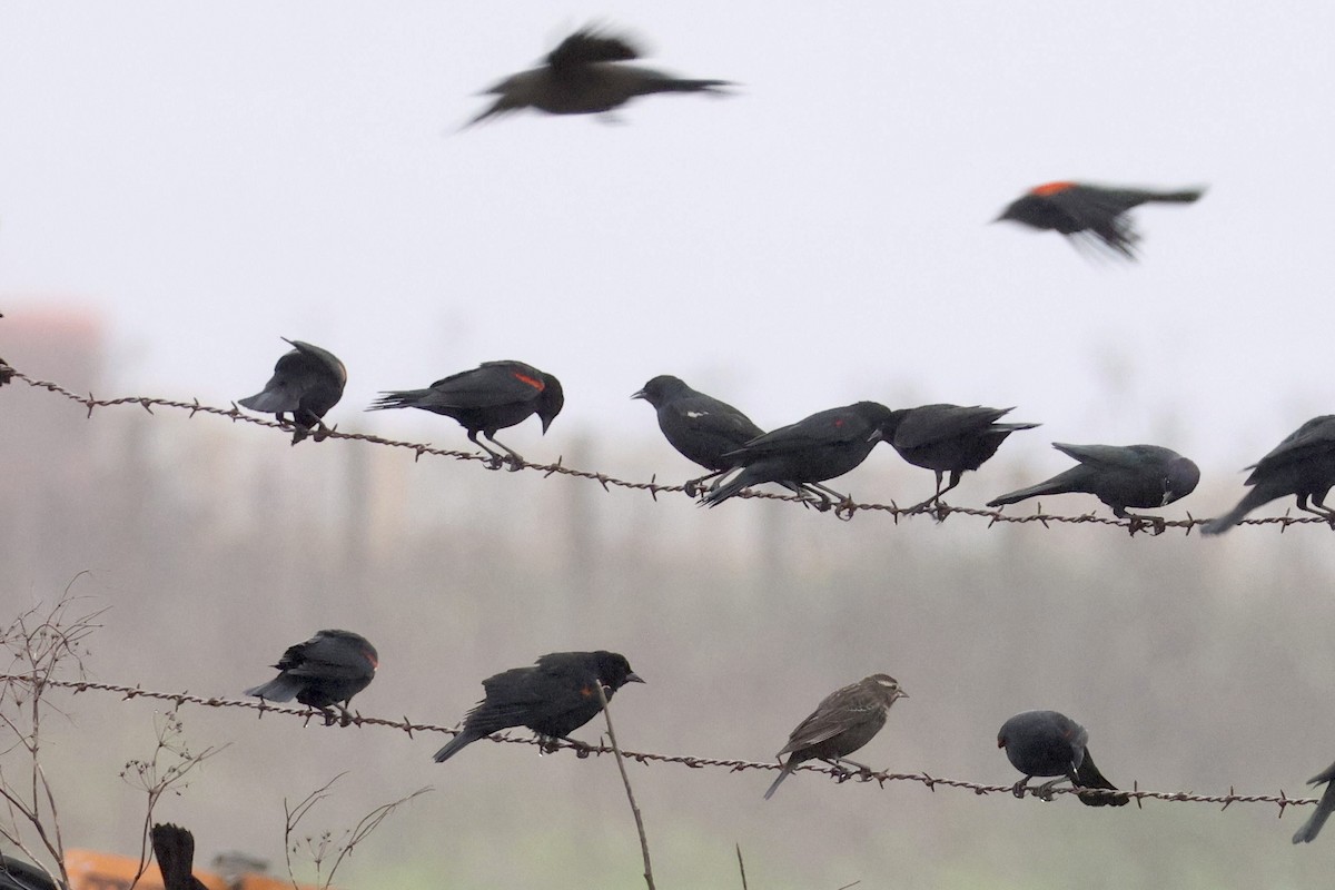 Tricolored Blackbird - ML647305809