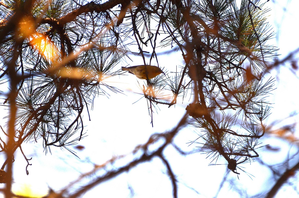 Kiefernwaldsänger - ML647305812