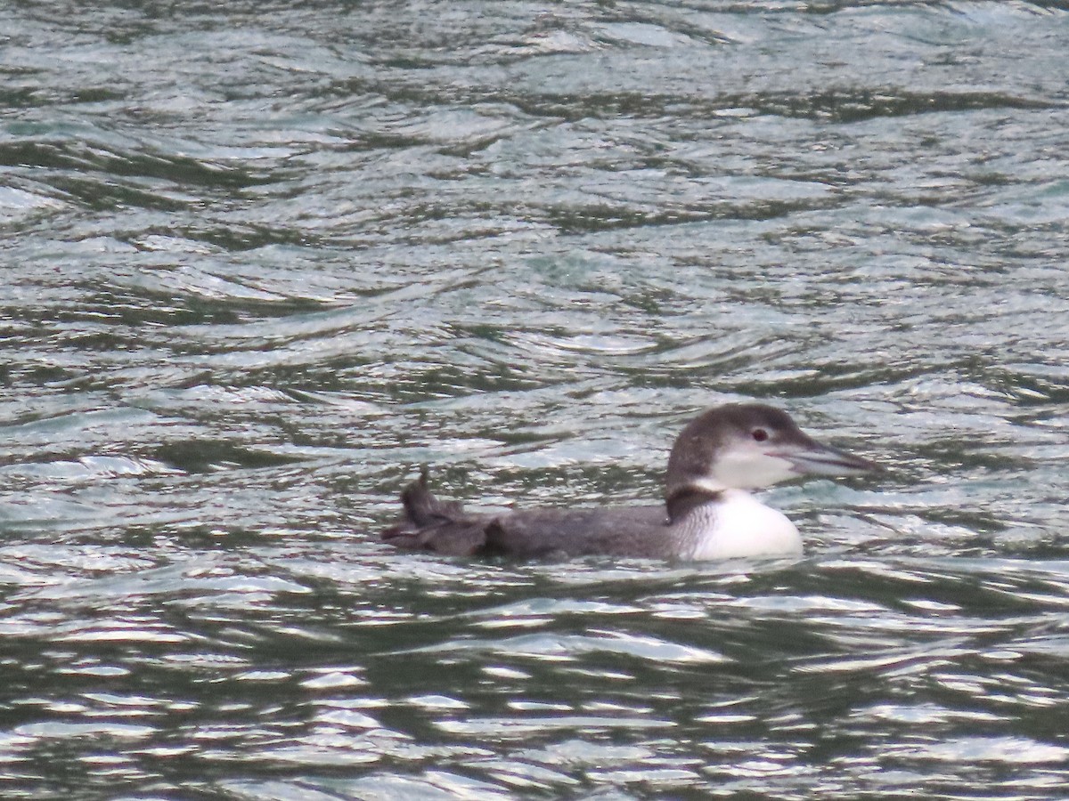 Buz Dalgıcı - ML647305818