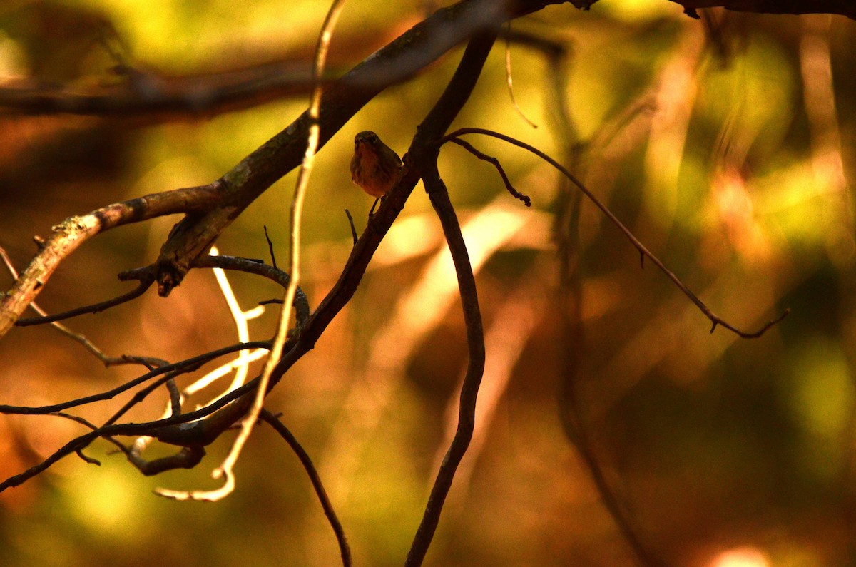 Kiefernwaldsänger - ML647305822