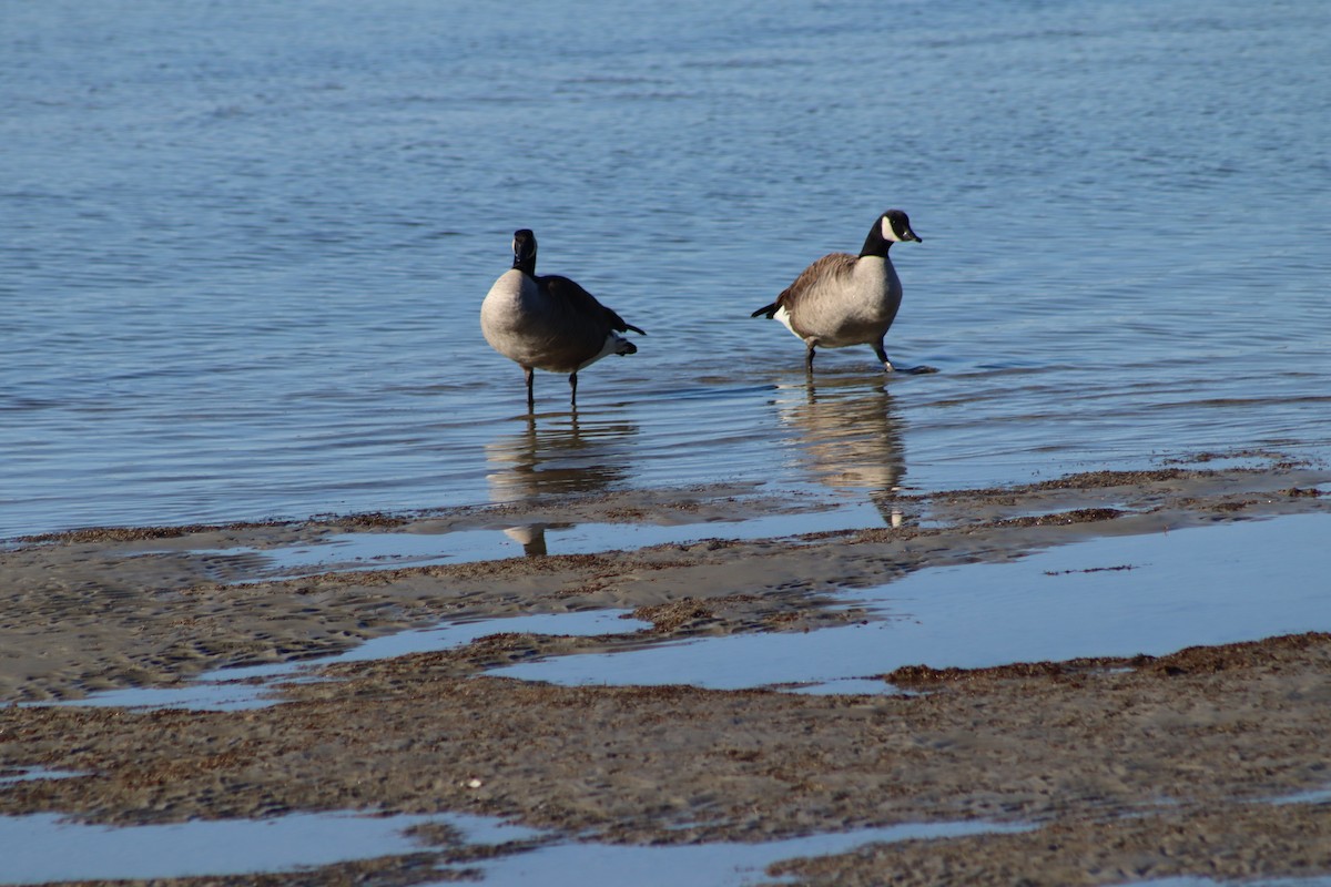 Oca canadese maggiore - ML647305825