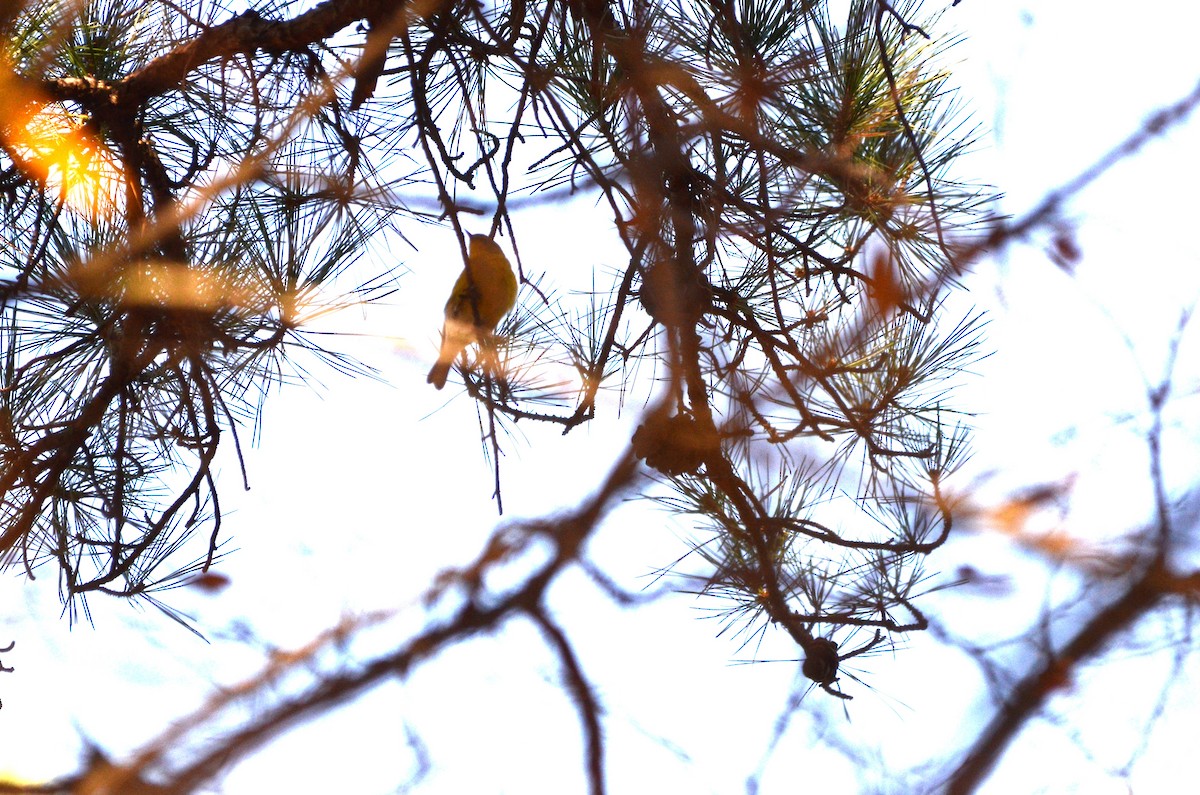 Kiefernwaldsänger - ML647305829