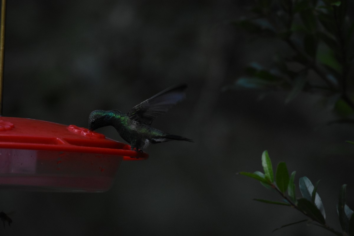 Broad-billed Hummingbird - ML647305841