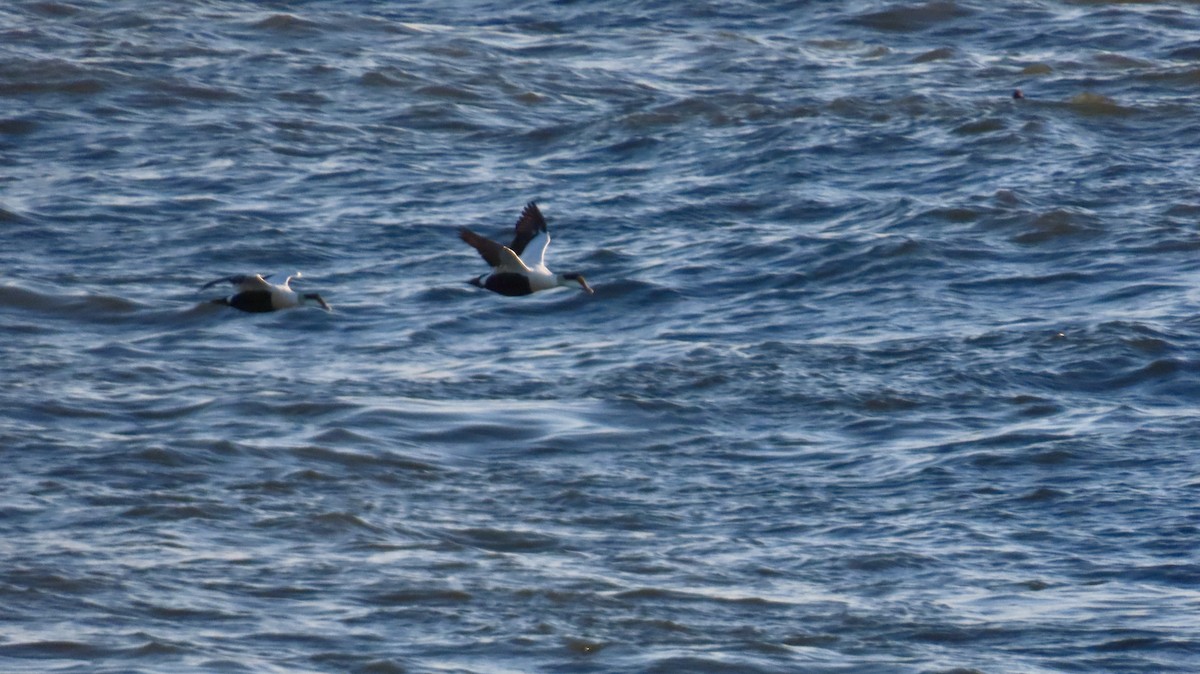 Eider à duvet (dresseri) - ML647305842