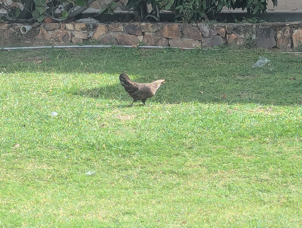 家雞(馴化) - ML647305847