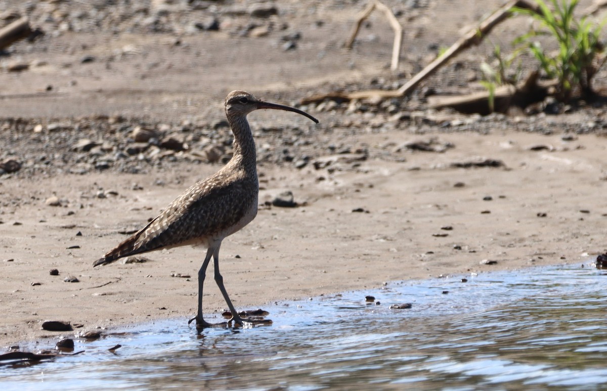 Hudsonian Whimbrel - ML647305852