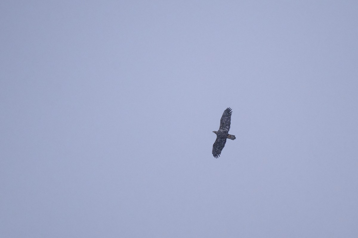 Bald Eagle - ML647305853