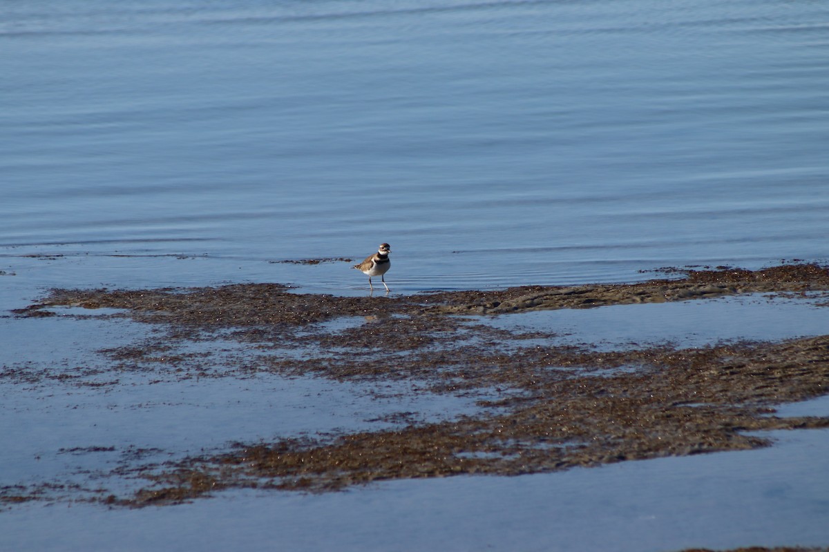 Killdeer - ML647305854