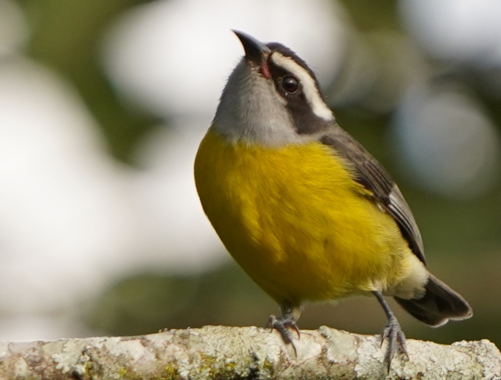Bananaquit - ML647305855