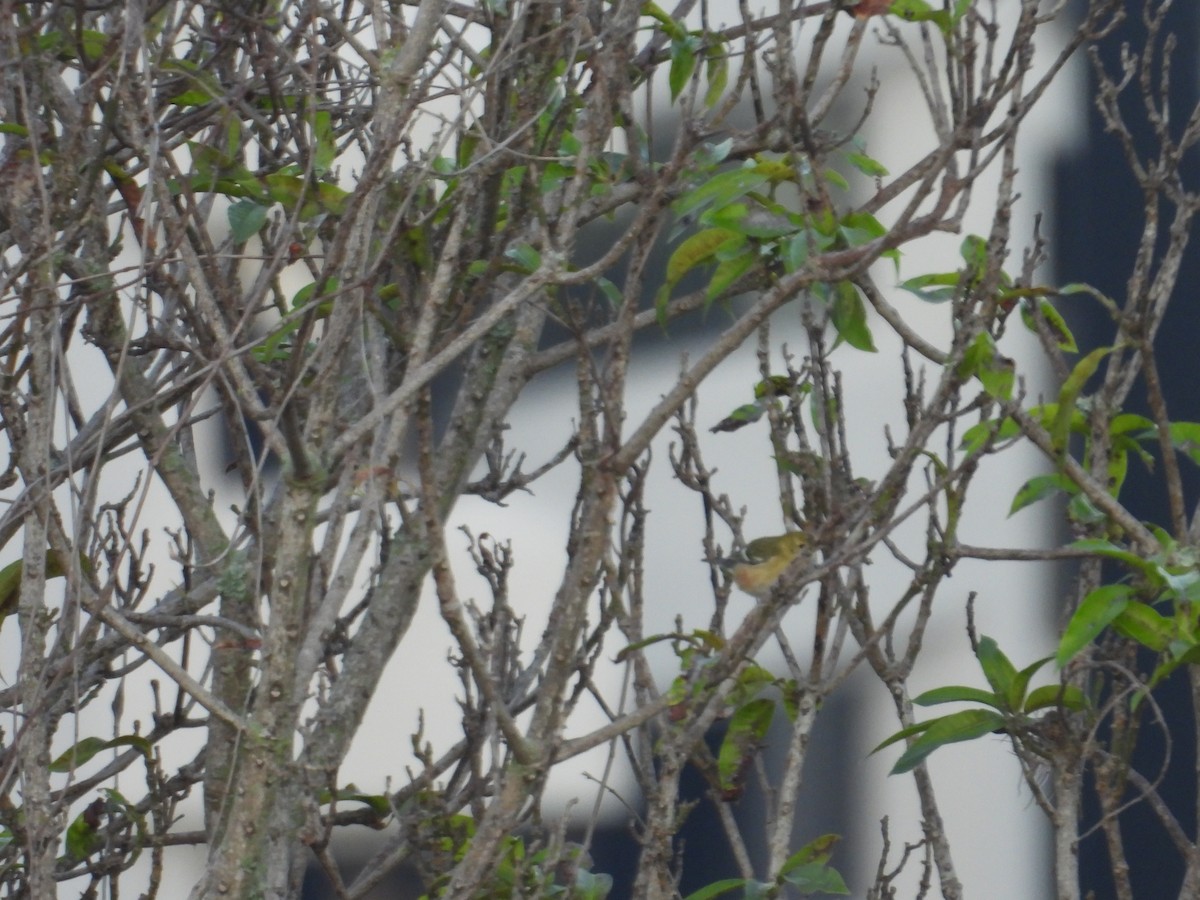 Bay-breasted Warbler - ML647305857