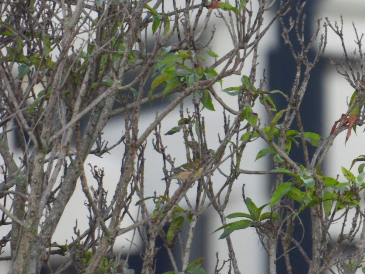 Bay-breasted Warbler - ML647305858