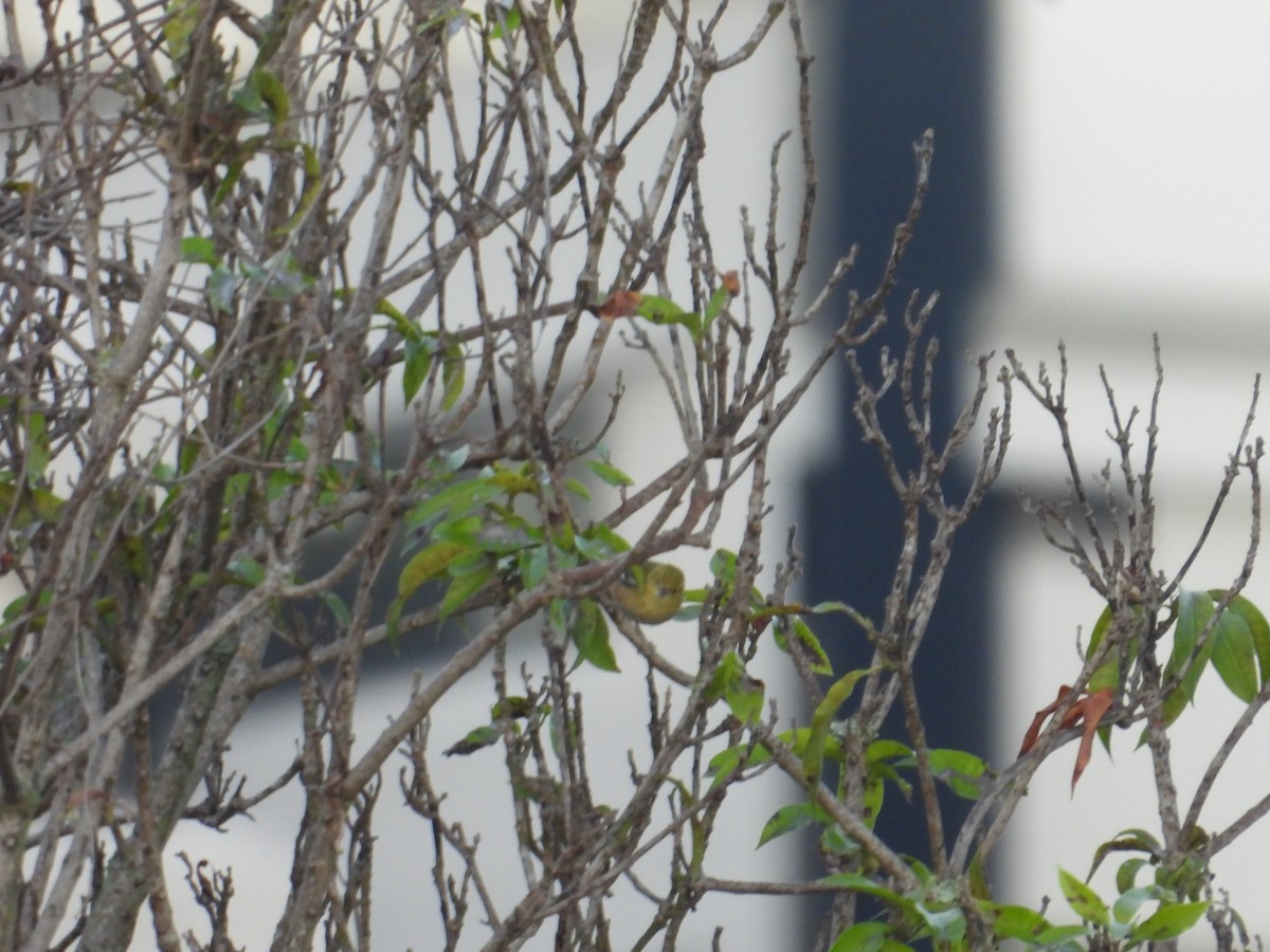 Bay-breasted Warbler - ML647305859