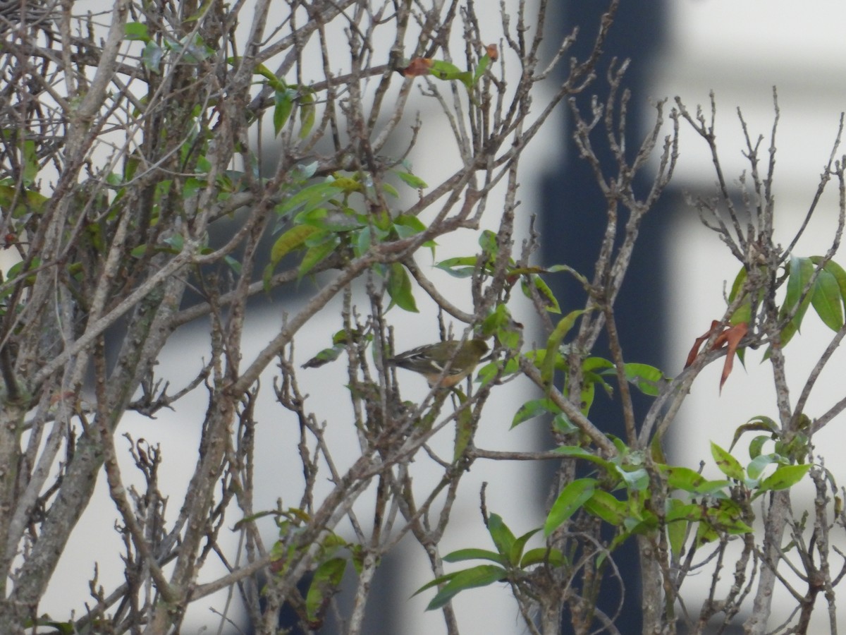 Bay-breasted Warbler - ML647305860