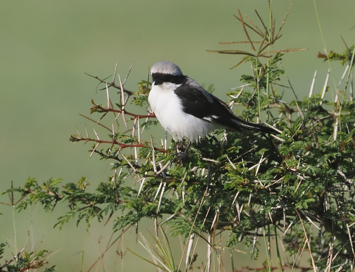 Gray-backed Fiscal - ML647305863