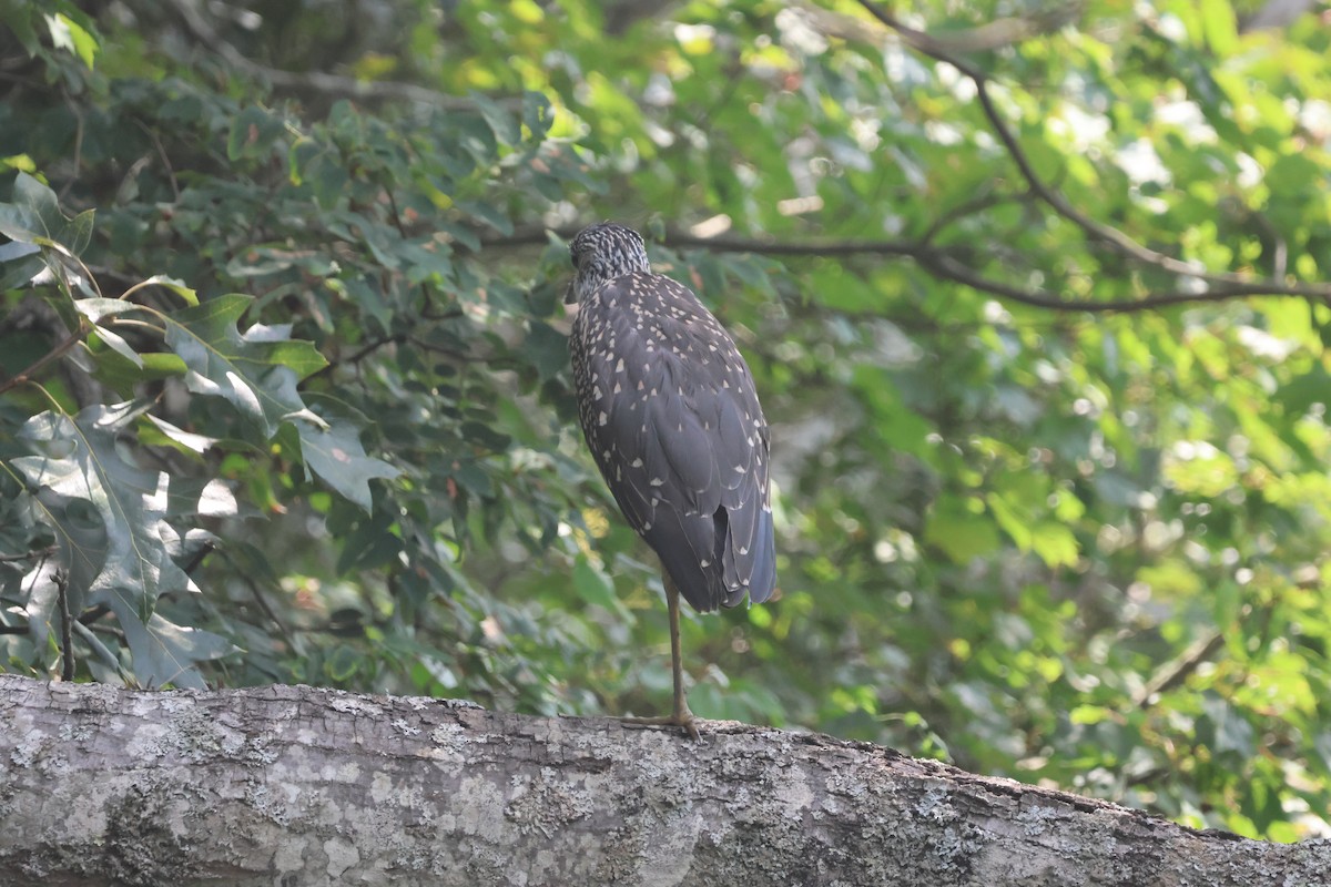 Yellow-crowned Night Heron - ML647305865