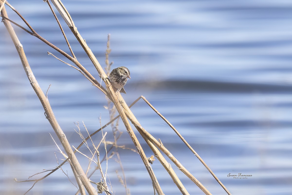 White-crowned Sparrow - ML647305866