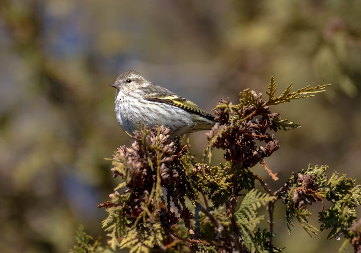 Pine Siskin - ML647305867