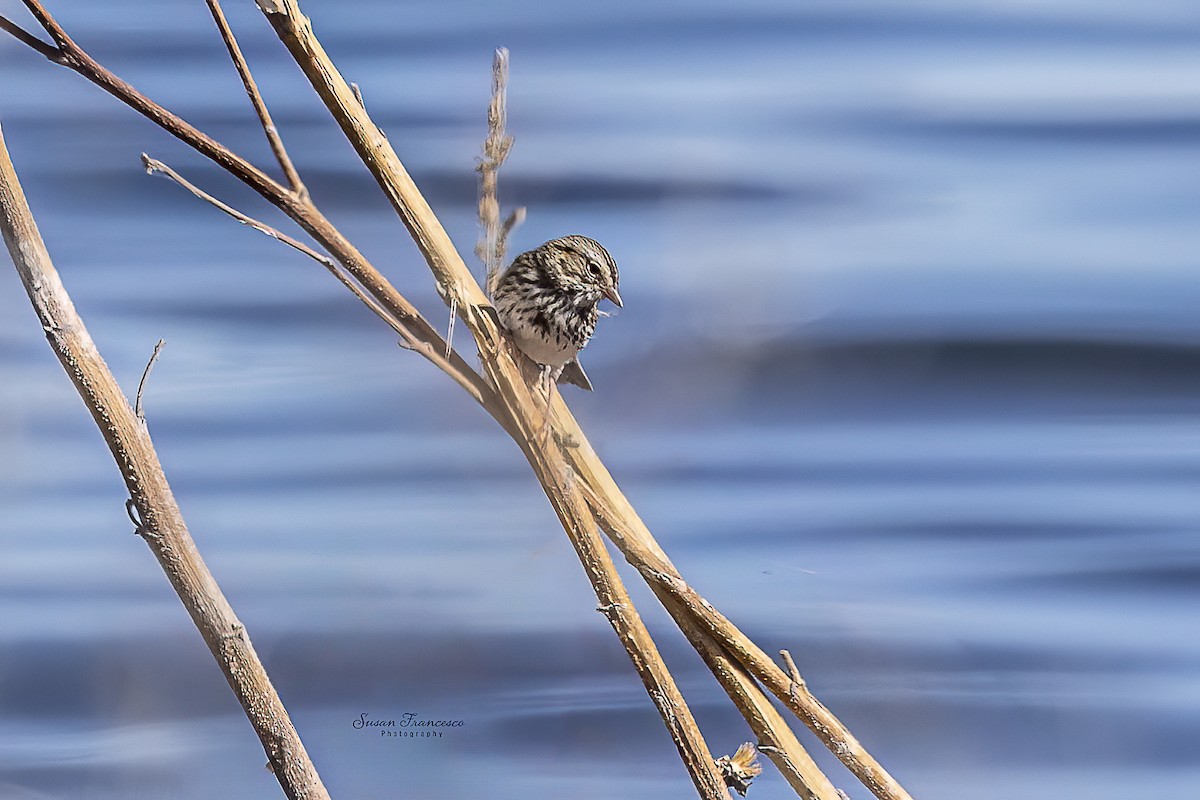 White-crowned Sparrow - ML647305868