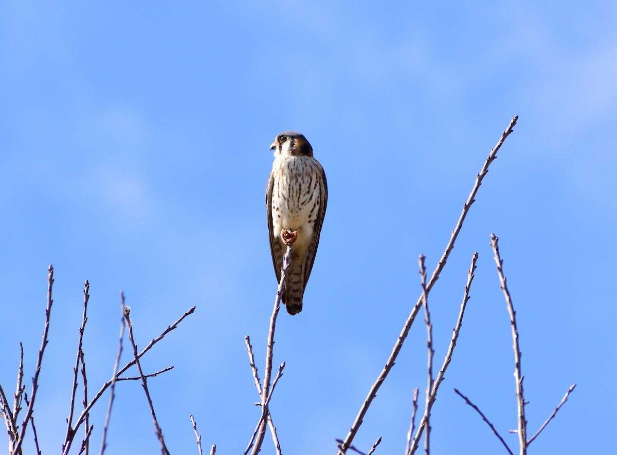 American Kestrel - ML647305869
