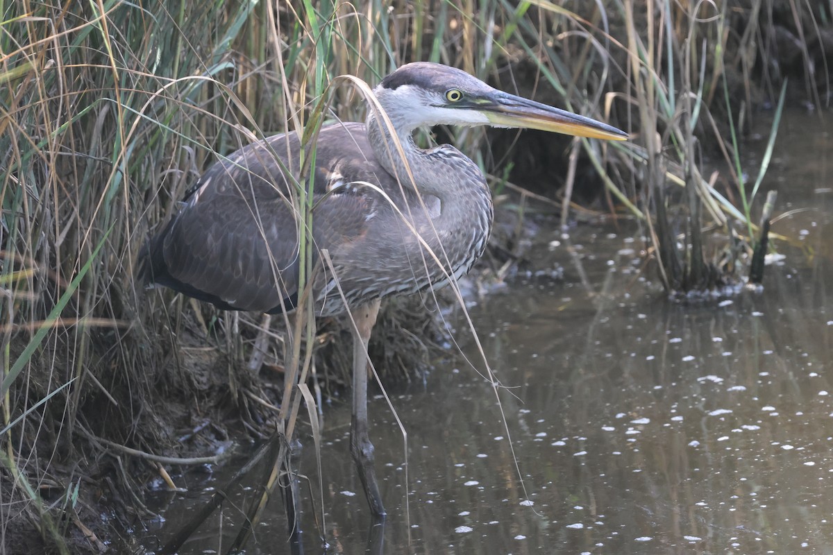 Great Blue Heron - ML647305870