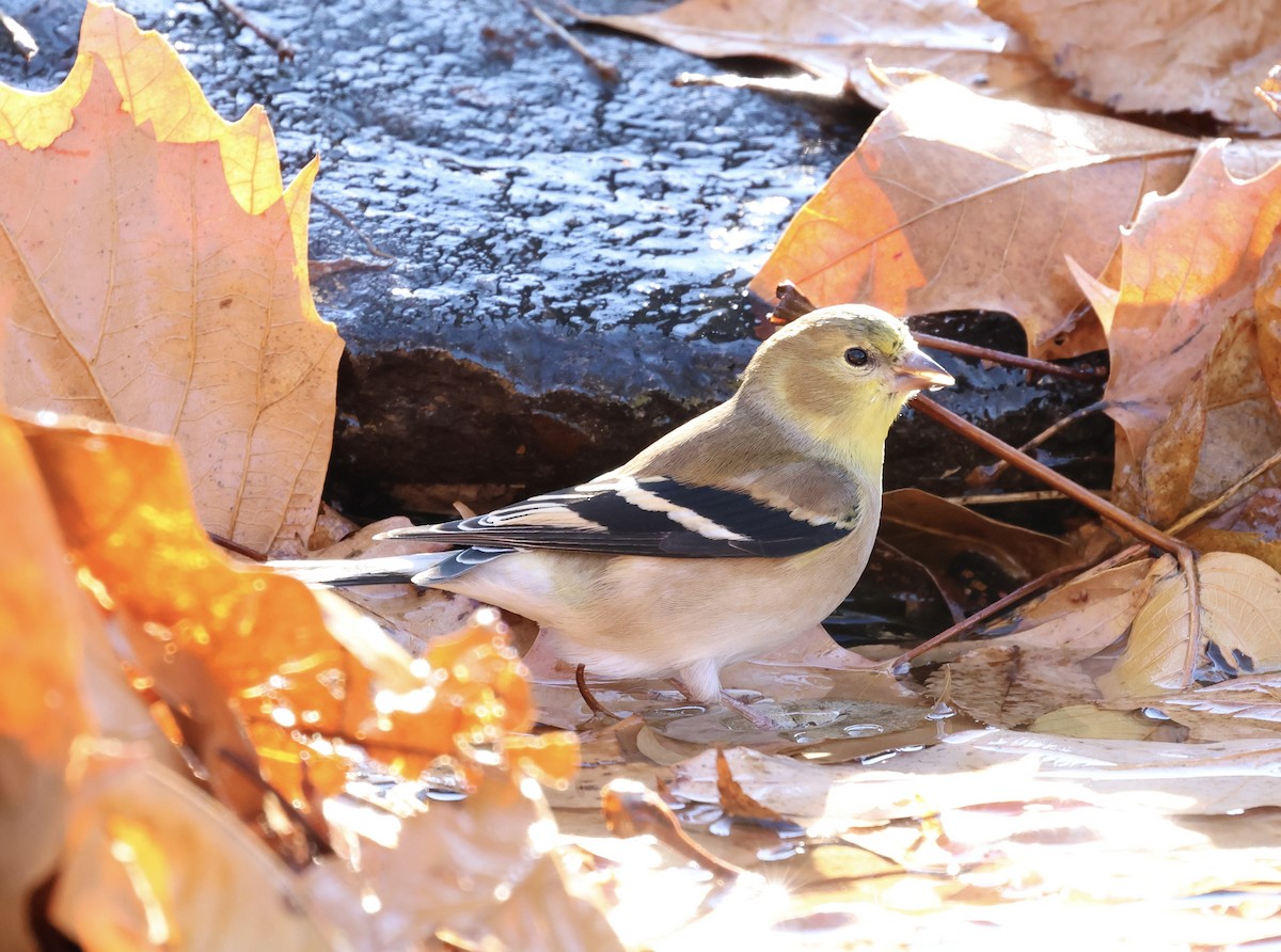 American Goldfinch - ML647305871