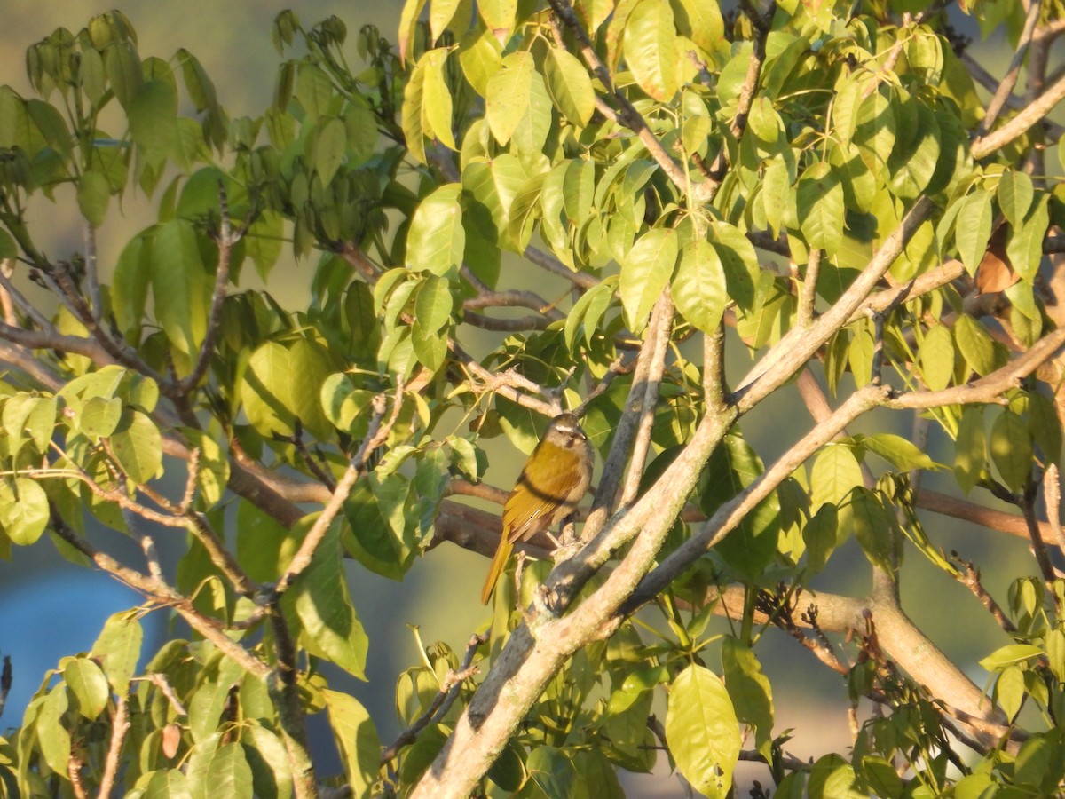 Buff-throated Saltator - ML647305872