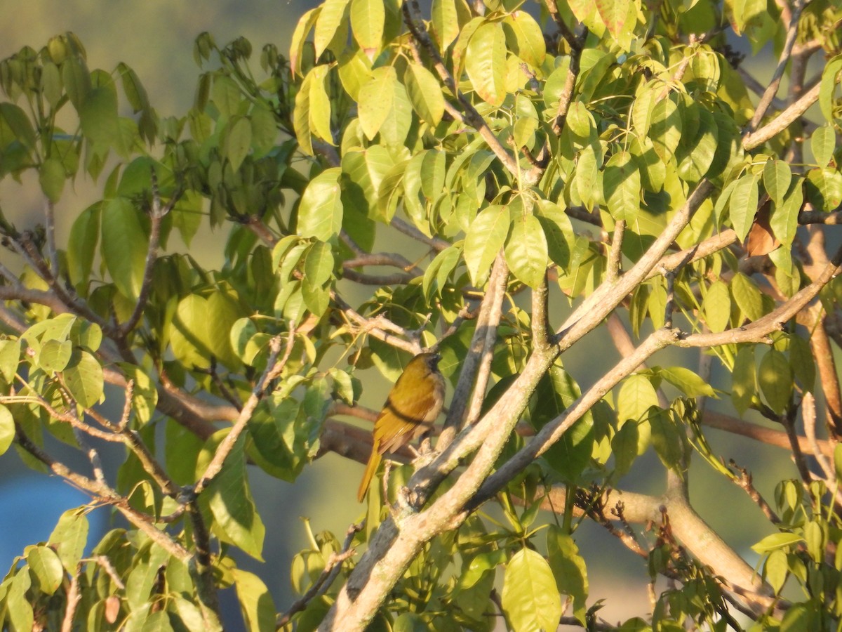 Buff-throated Saltator - ML647305873