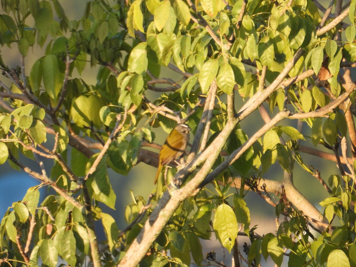 Buff-throated Saltator - ML647305874