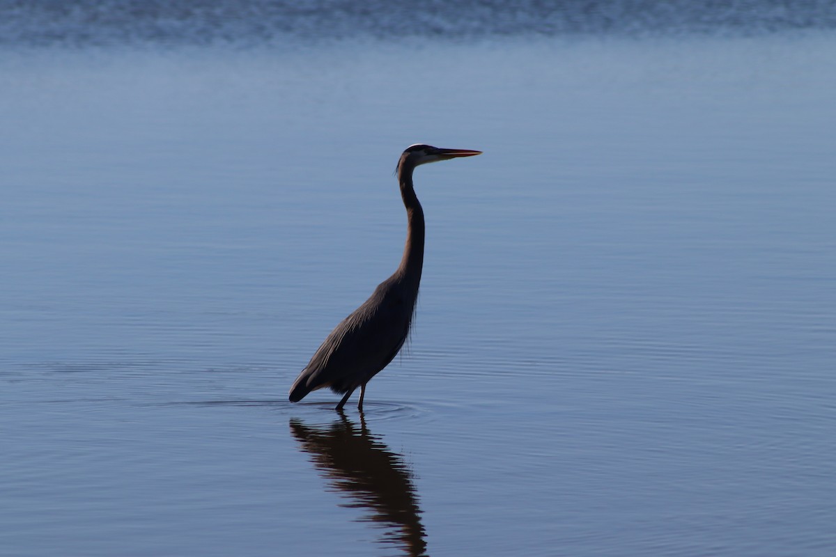 Great Blue Heron - ML647305875