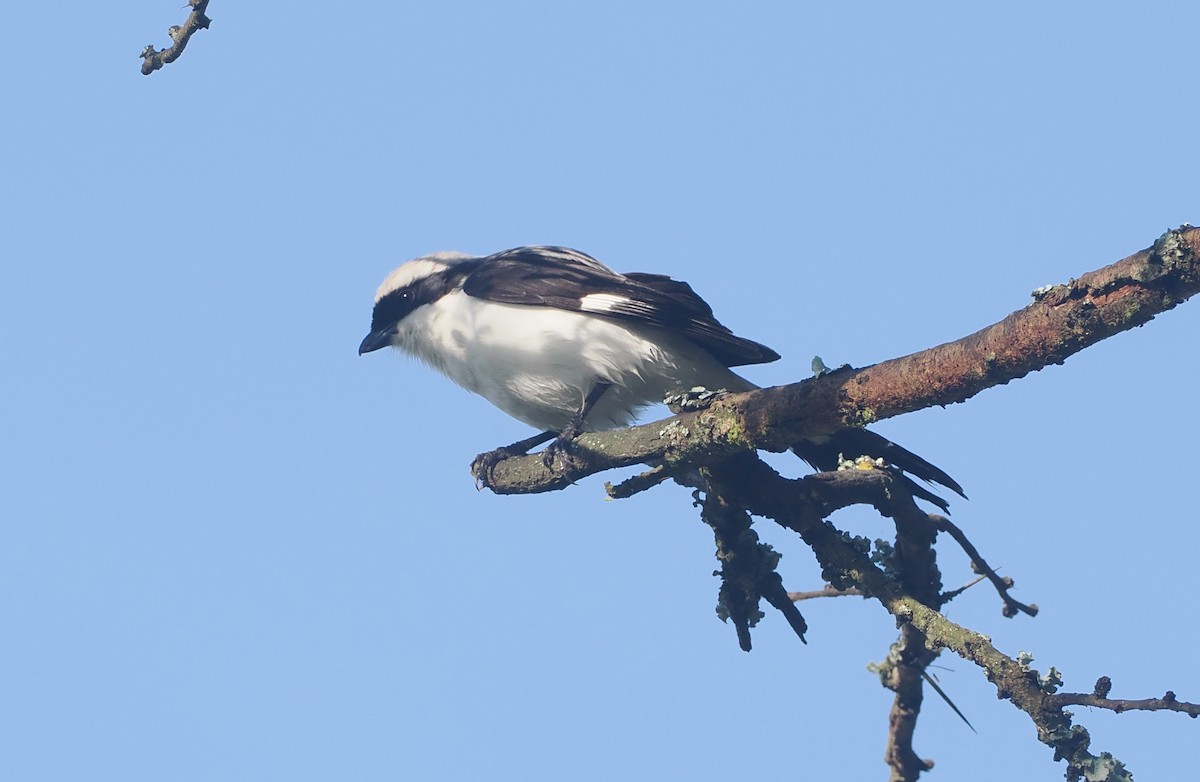 Gray-backed Fiscal - ML647305876