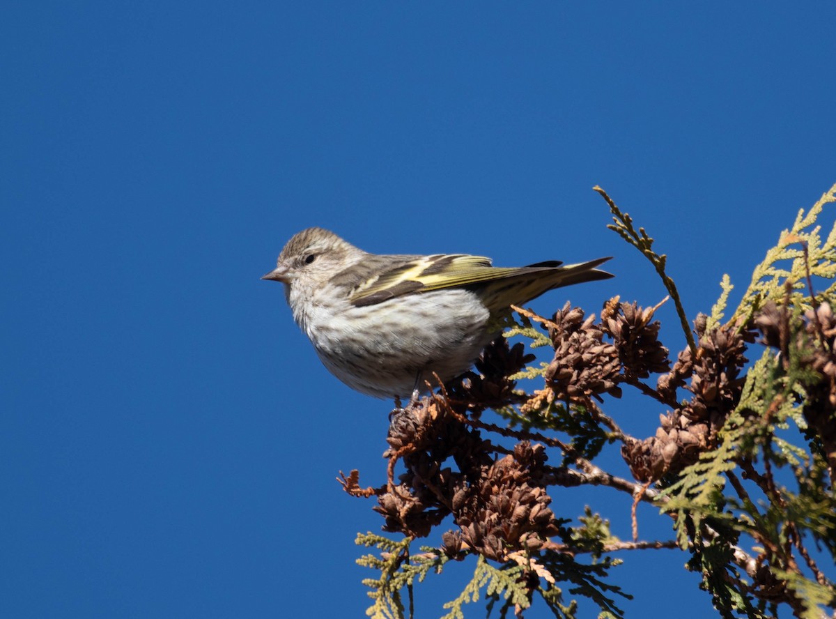 Pine Siskin - ML647305877