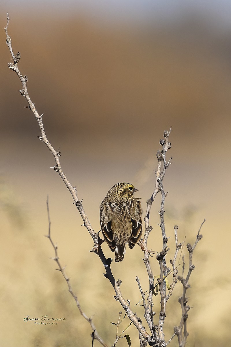 White-crowned Sparrow - ML647305878