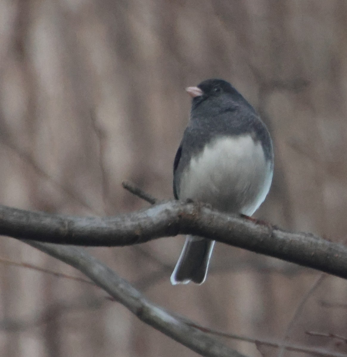 Dark-eyed Junco - ML647305882